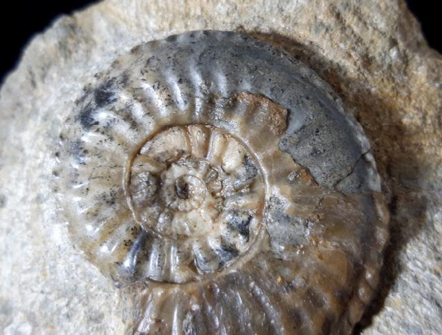 Amaltheus (Amaltheus) margaritatus DE MONTFORT 1808 - Bild © FossNet FossilienStore